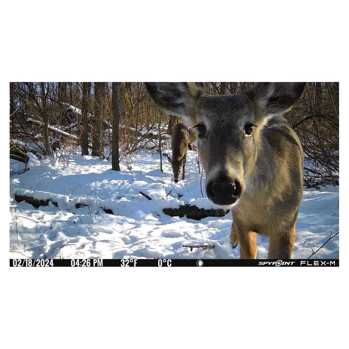 SPYPOINT Flex-M Twin, Cellular Trail Camera, Night Vision, Free Photo Plan